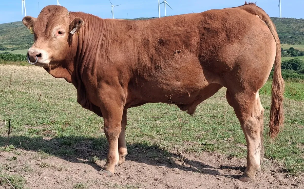TOP QUALITY PEDIGREE REGISTERED LIMOUSIN BULLS - Image 3