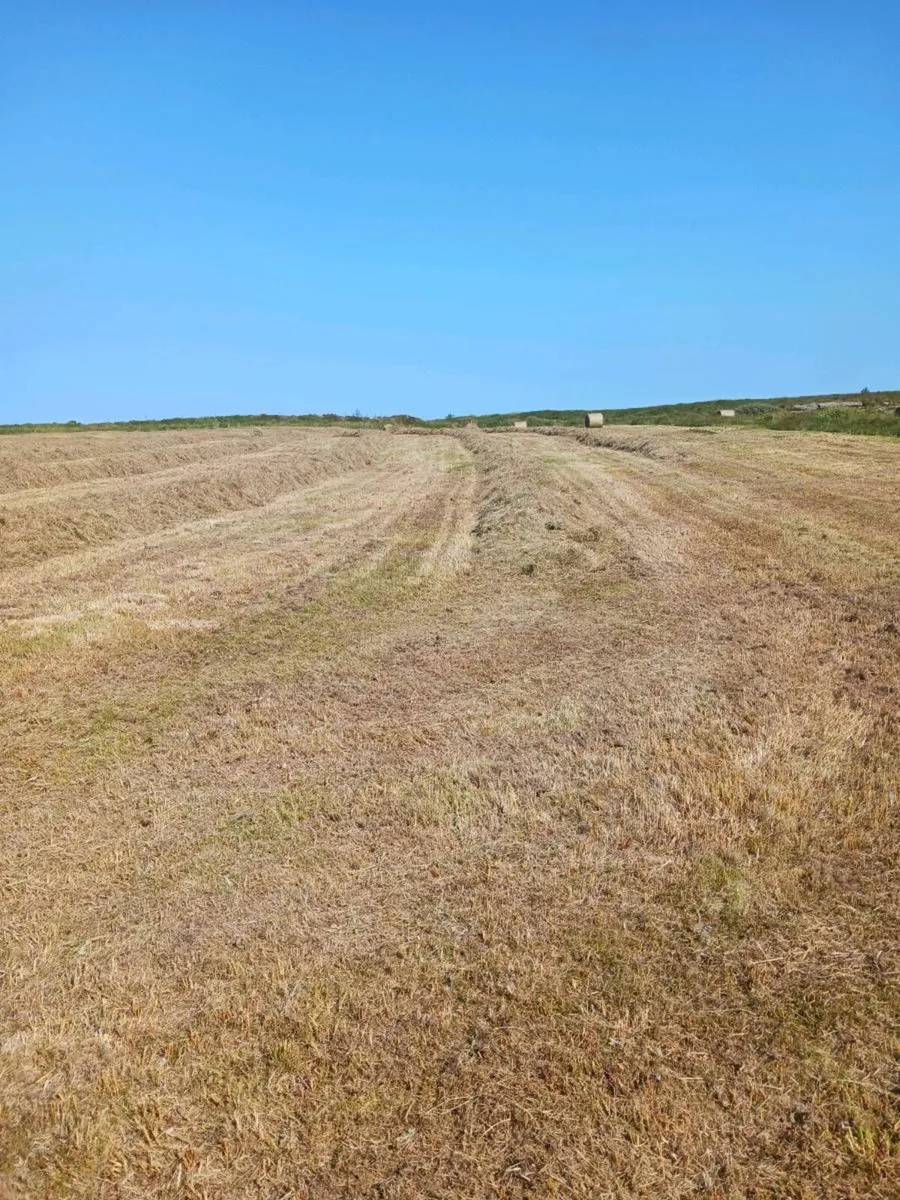 Hay for sale - Image 4