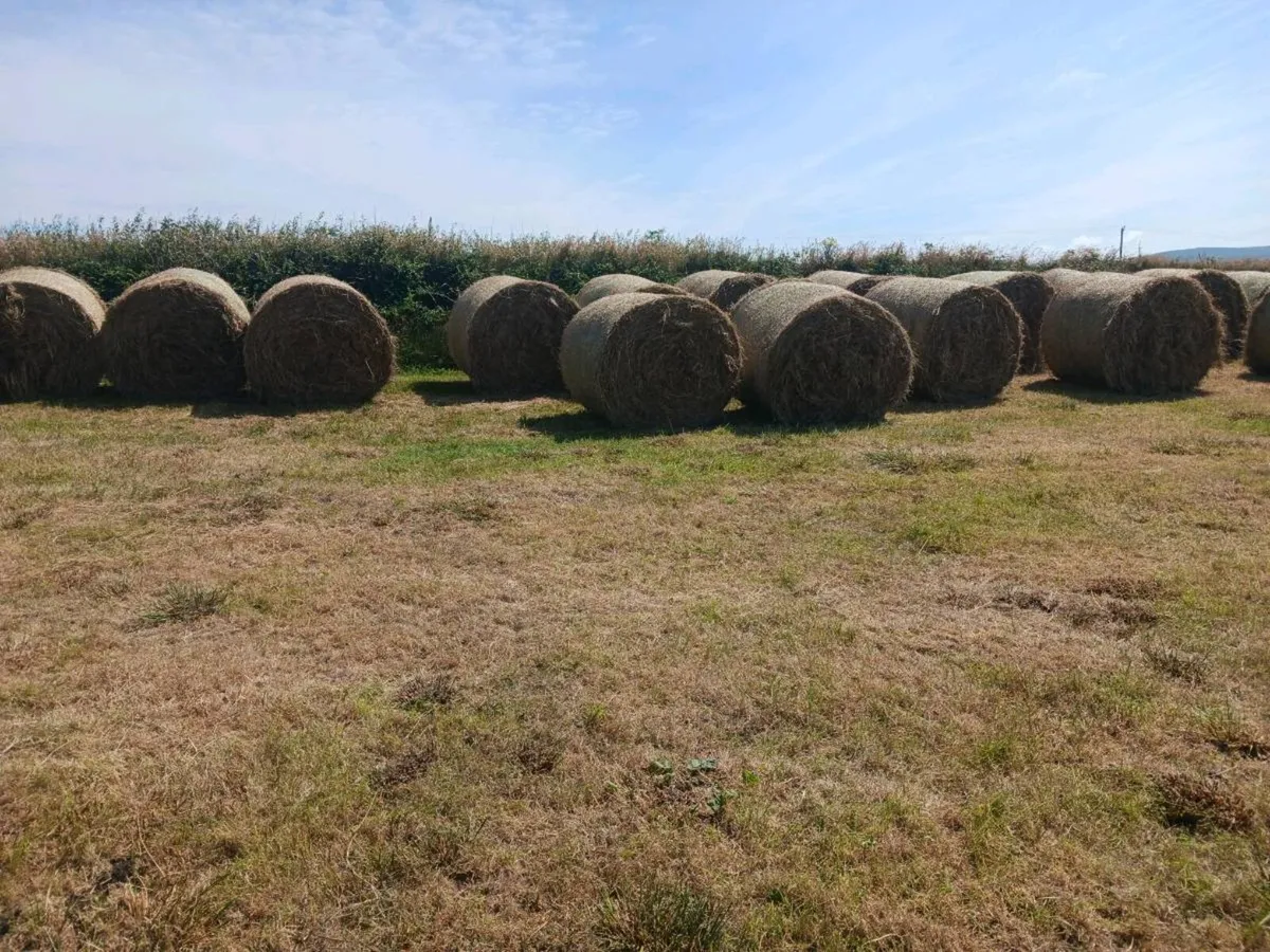 Hay for sale - Image 1