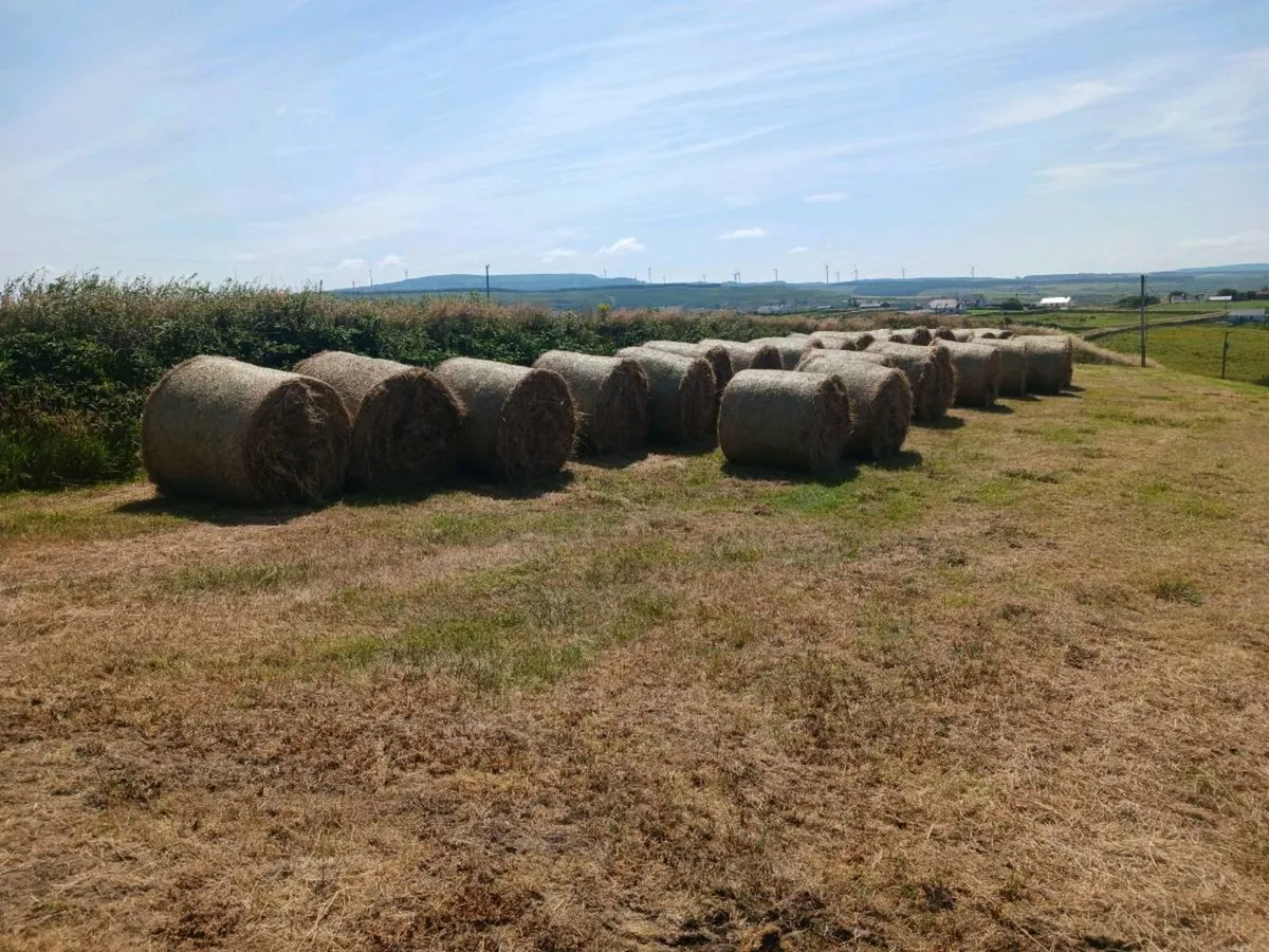 Hay for sale - Image 2