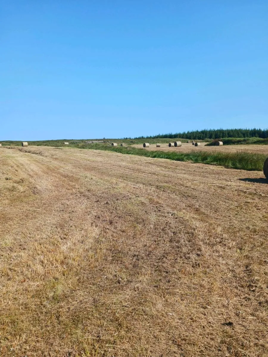 Hay for sale - Image 3