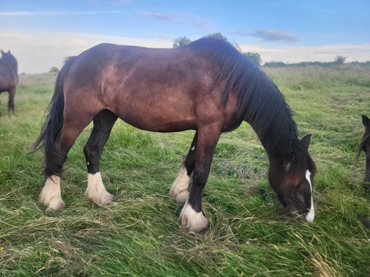 7yr black cob mare and 3 and 2 yr old fillies - Image 4