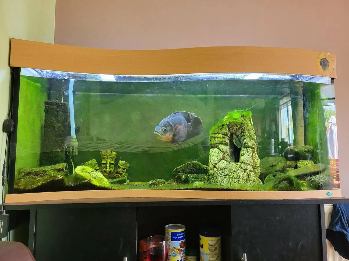 250L Aquarium Complete Setup + Fluval 306 - Image 4