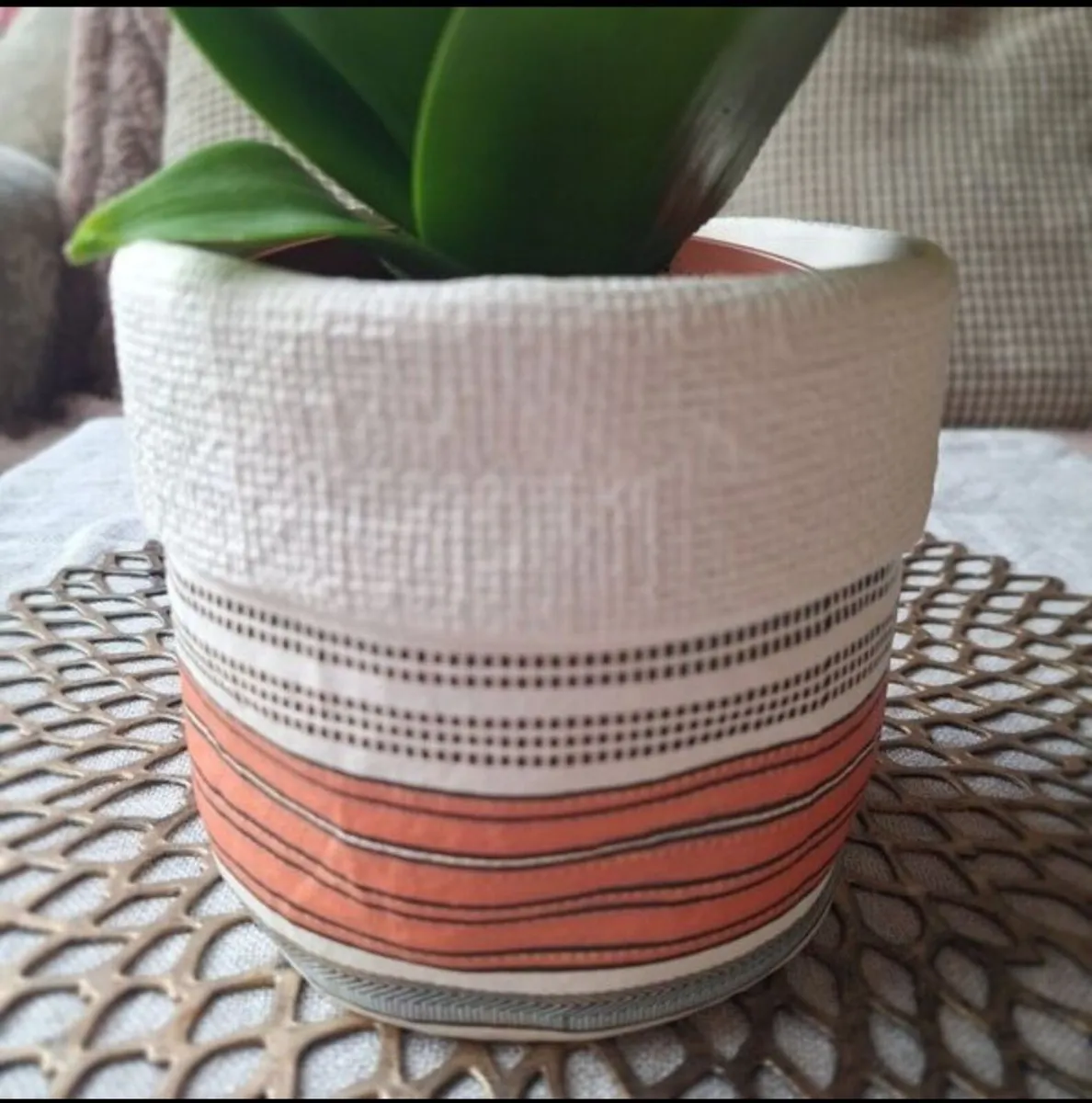 Beautiful Sansevieria Hahanii in decorative pot - Image 2