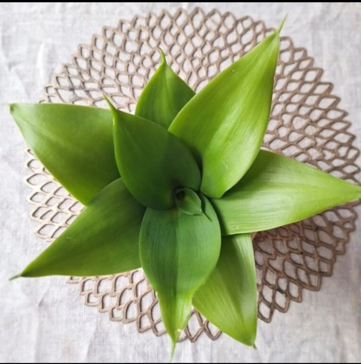 Beautiful Sansevieria Hahanii in decorative pot - Image 4
