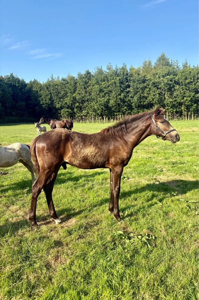 Connemara x TB - Image 2