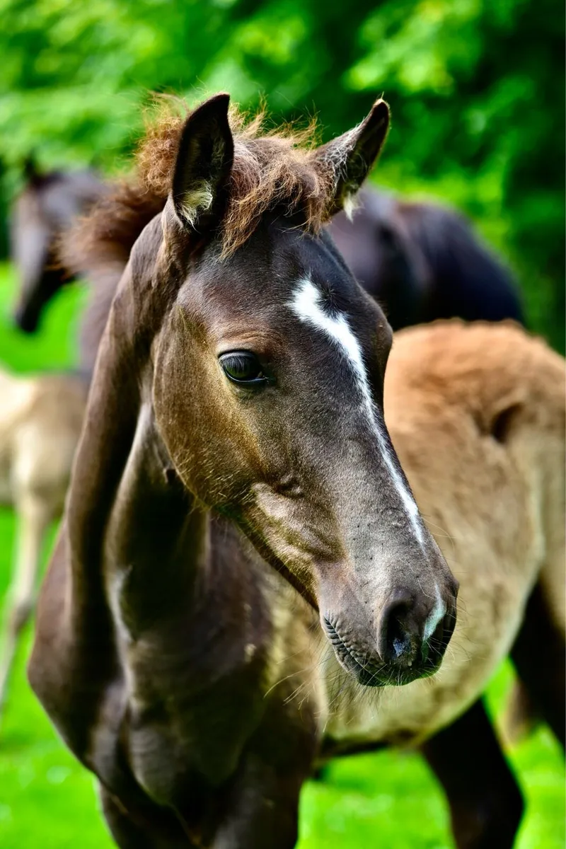 Connemara x TB - Image 1