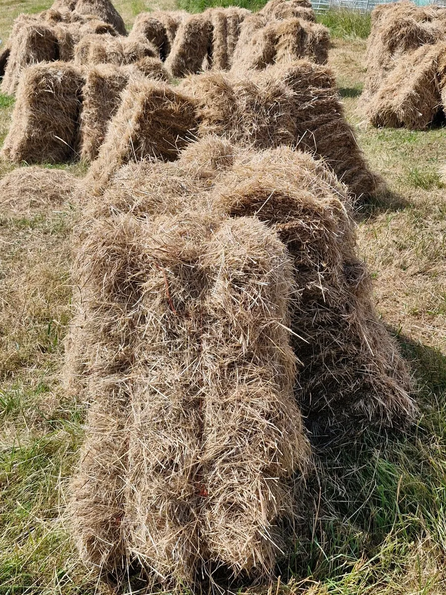 Square bales of hay for sale