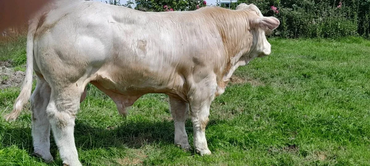 5 star  AI PBR Charolais bull - Image 1