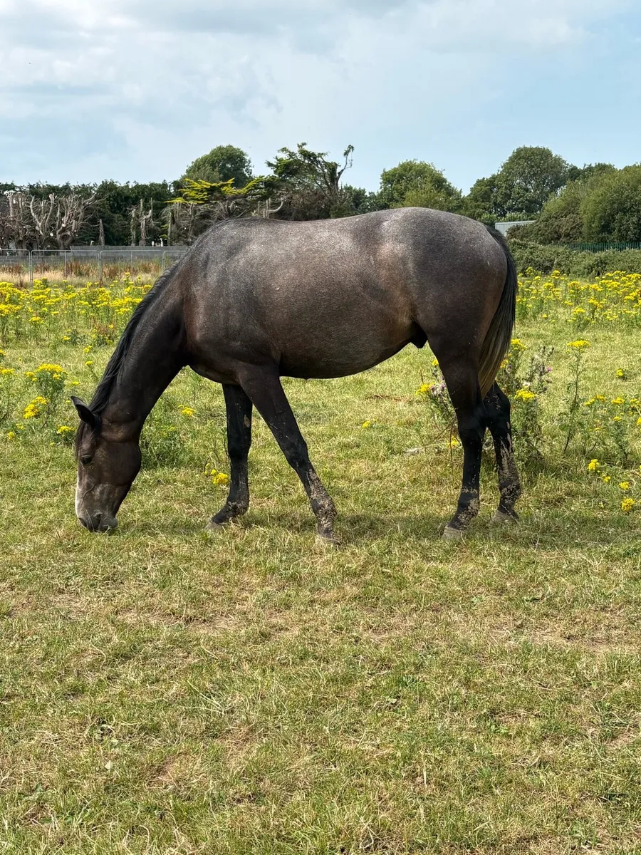 3 year old draught cross gelding - Image 1