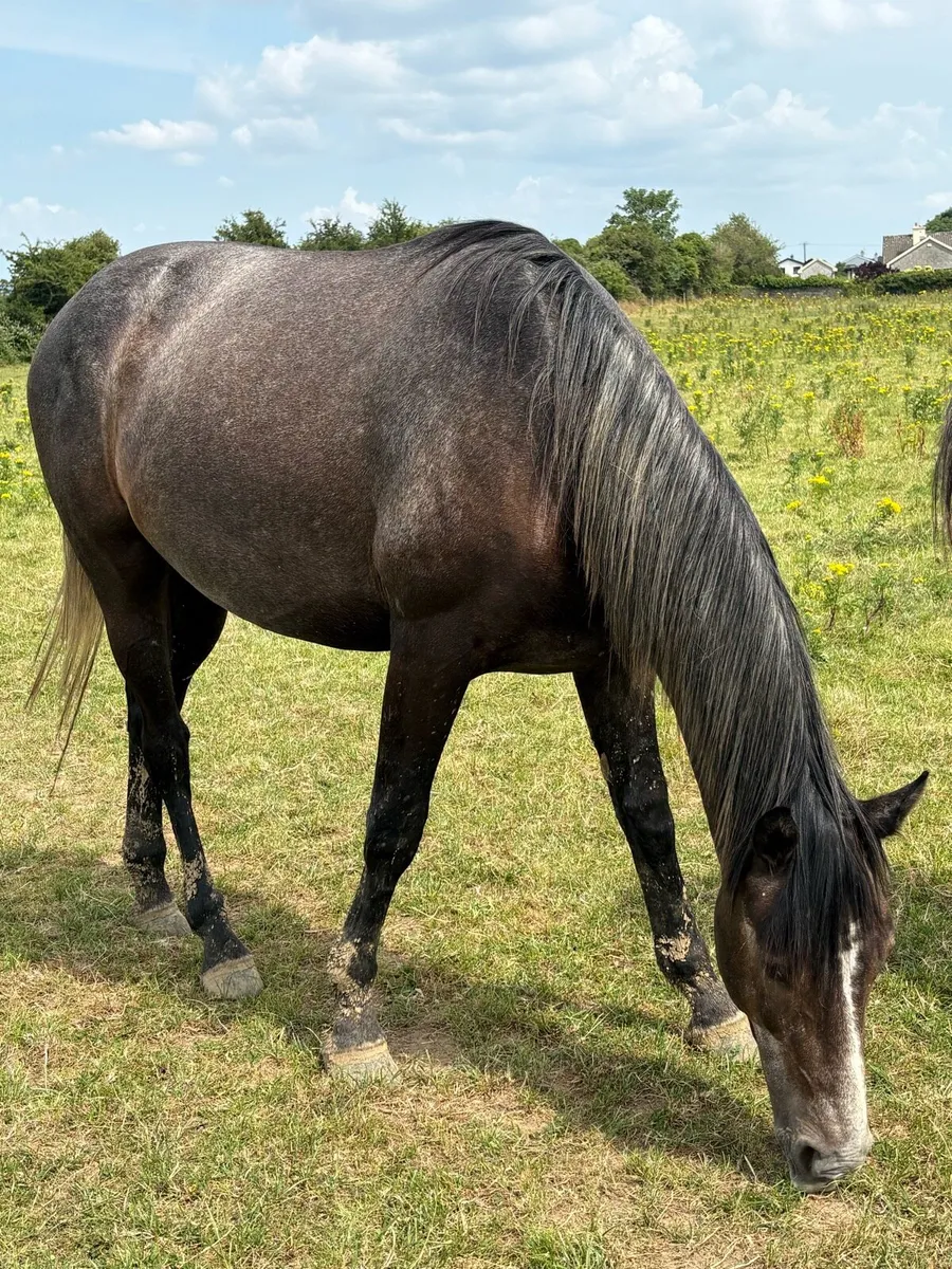 3 year old draught cross gelding - Image 2