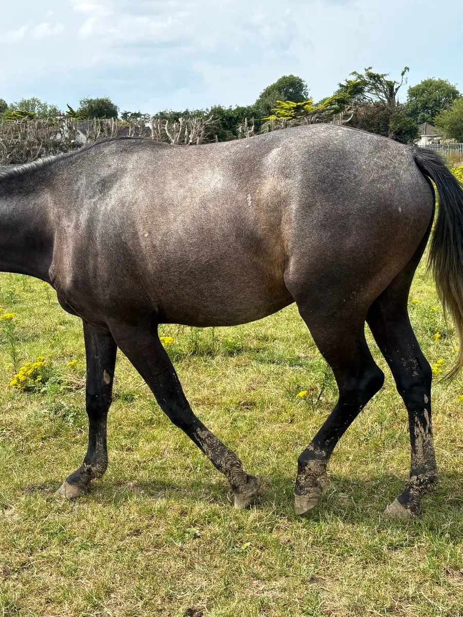 3 year old draught cross gelding - Image 3
