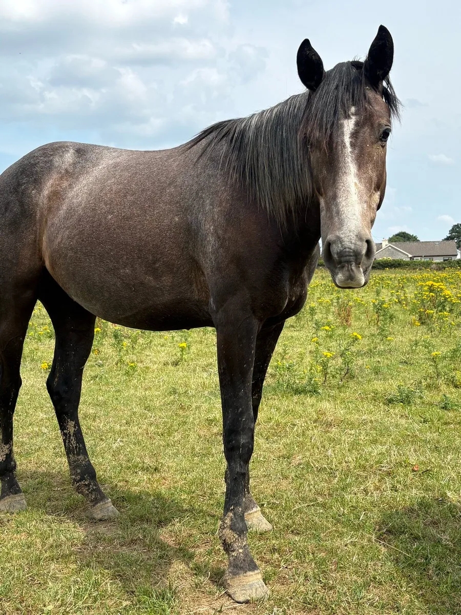 3 year old draught cross gelding - Image 4