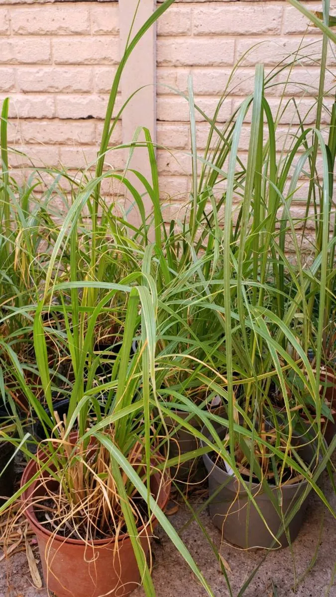 Pampas grass and Chinese fountain grass. - Image 1