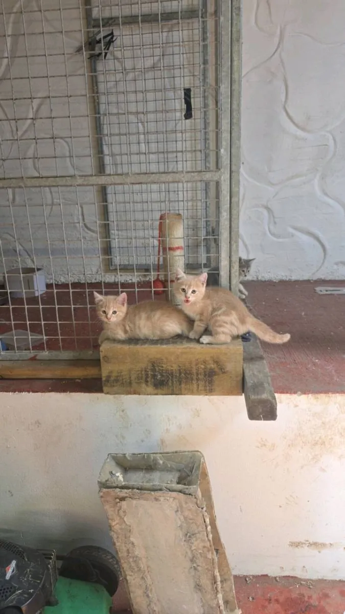 2 male kittens - Image 1