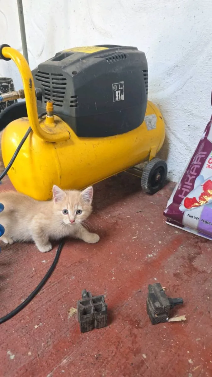 2 male kittens - Image 2