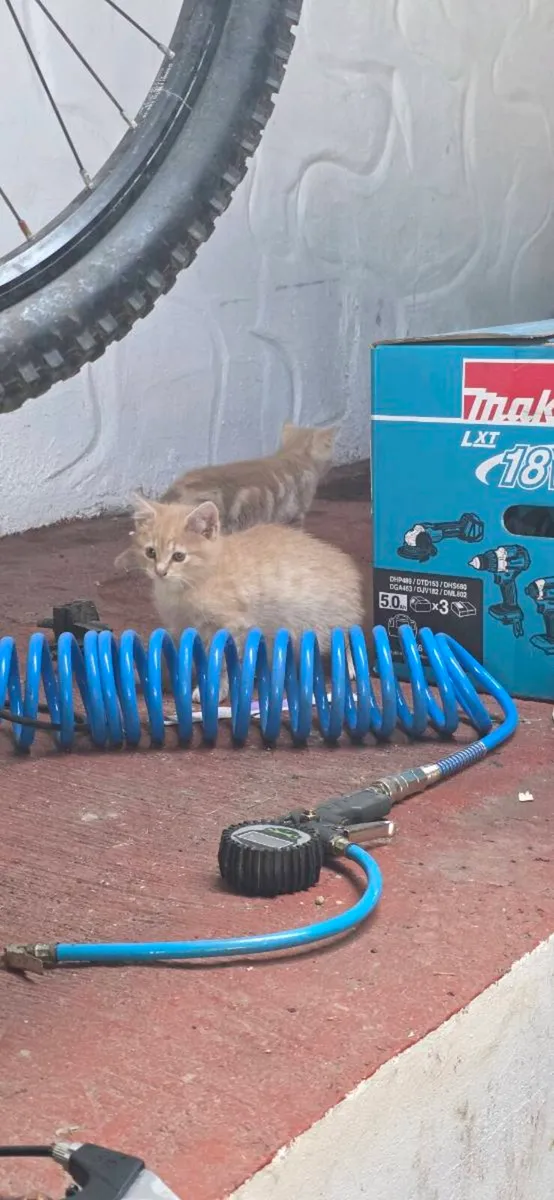 2 male kittens - Image 3