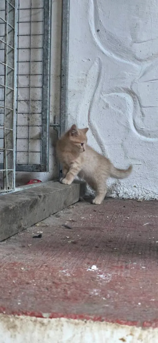 2 male kittens - Image 4