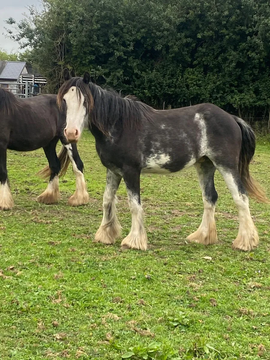 2 year old and 3 year old fillys - Image 1