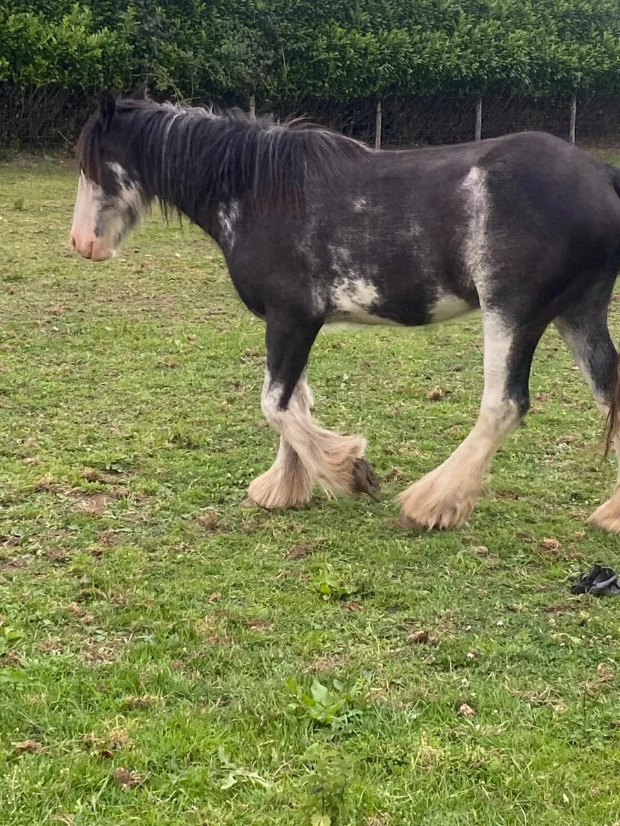 2 year old and 3 year old fillys - Image 2