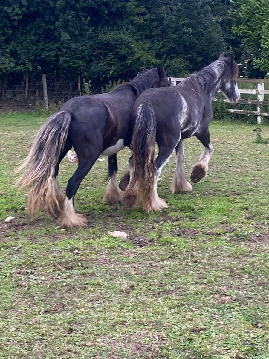 2 year old and 3 year old fillys - Image 3