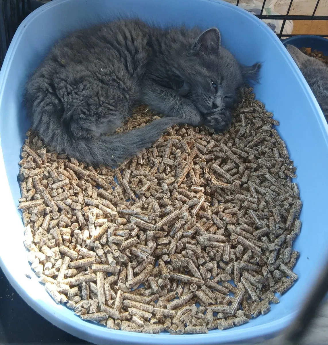 Maine coon  / Russian blue - Image 1