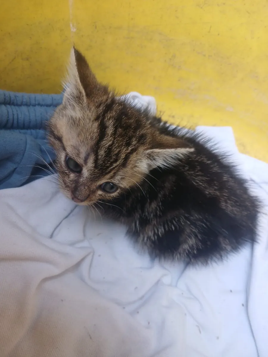 Kittens - Image 1