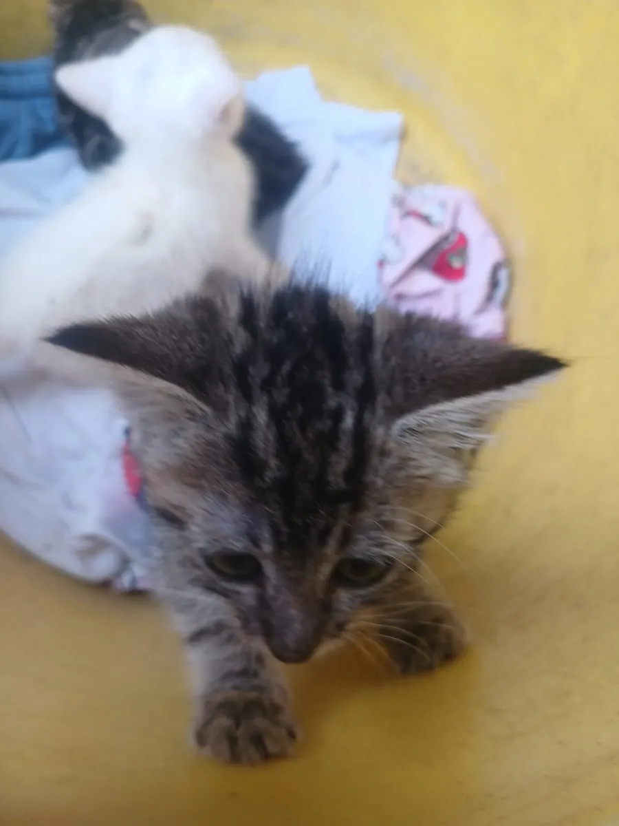Kittens - Image 2