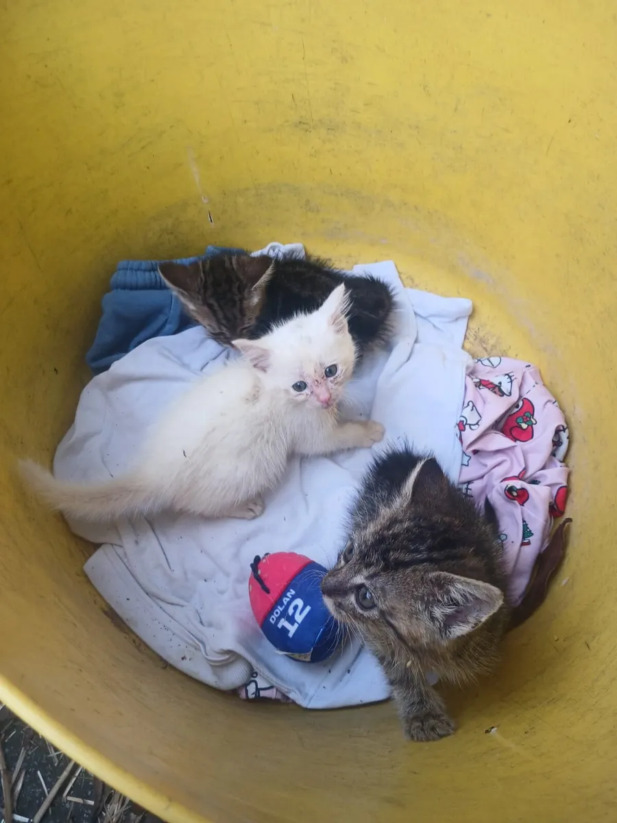 Kittens - Image 3