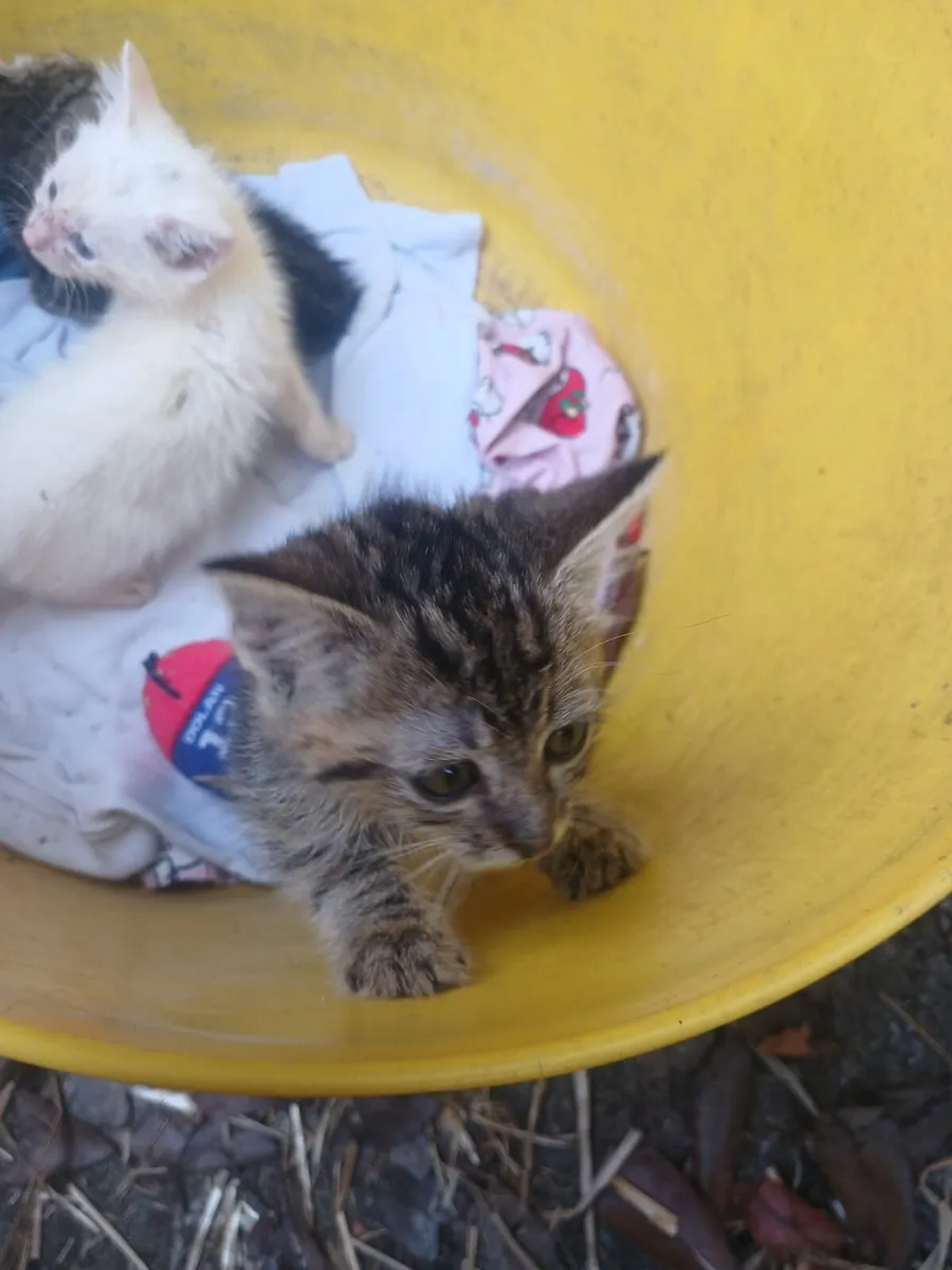 Kittens - Image 4