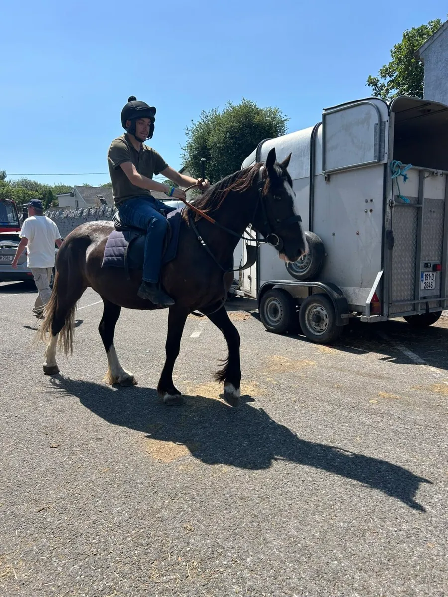 4 year old cob - Image 3