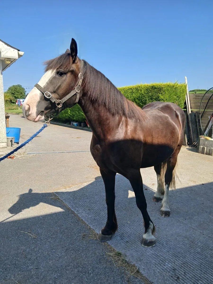 4 year old cob - Image 1