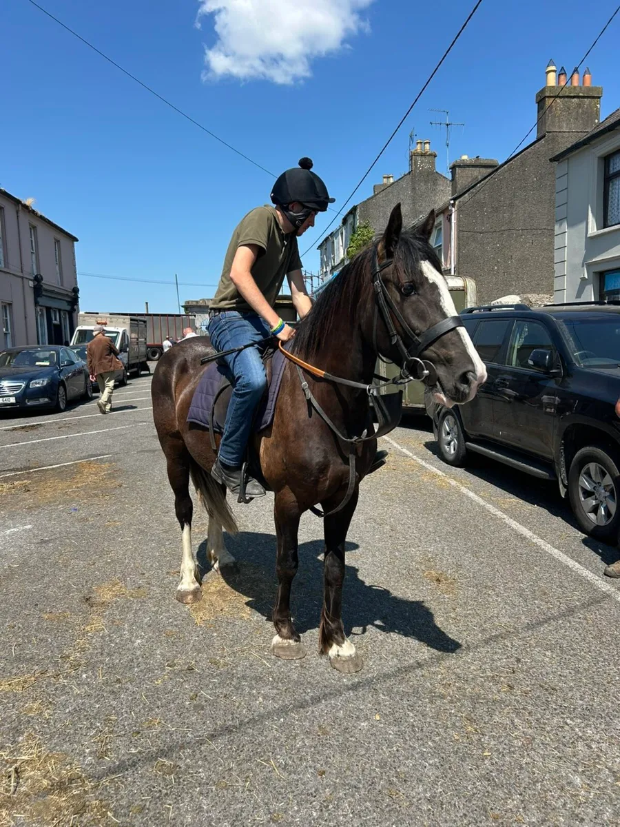 4 year old cob - Image 2