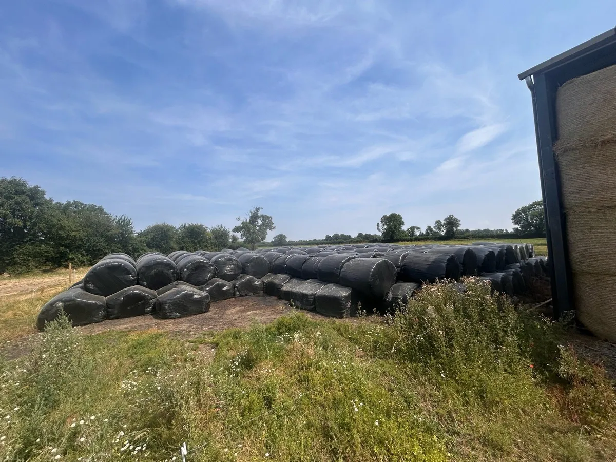 Silage For Sale