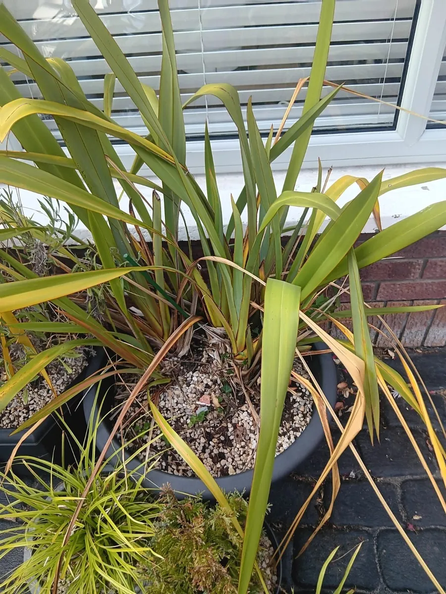 Plants- Mature Phormium Plants - Image 1