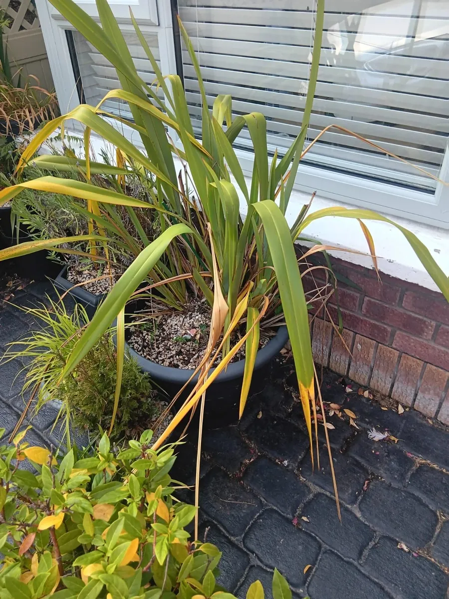 Plants- Mature Phormium Plants - Image 2
