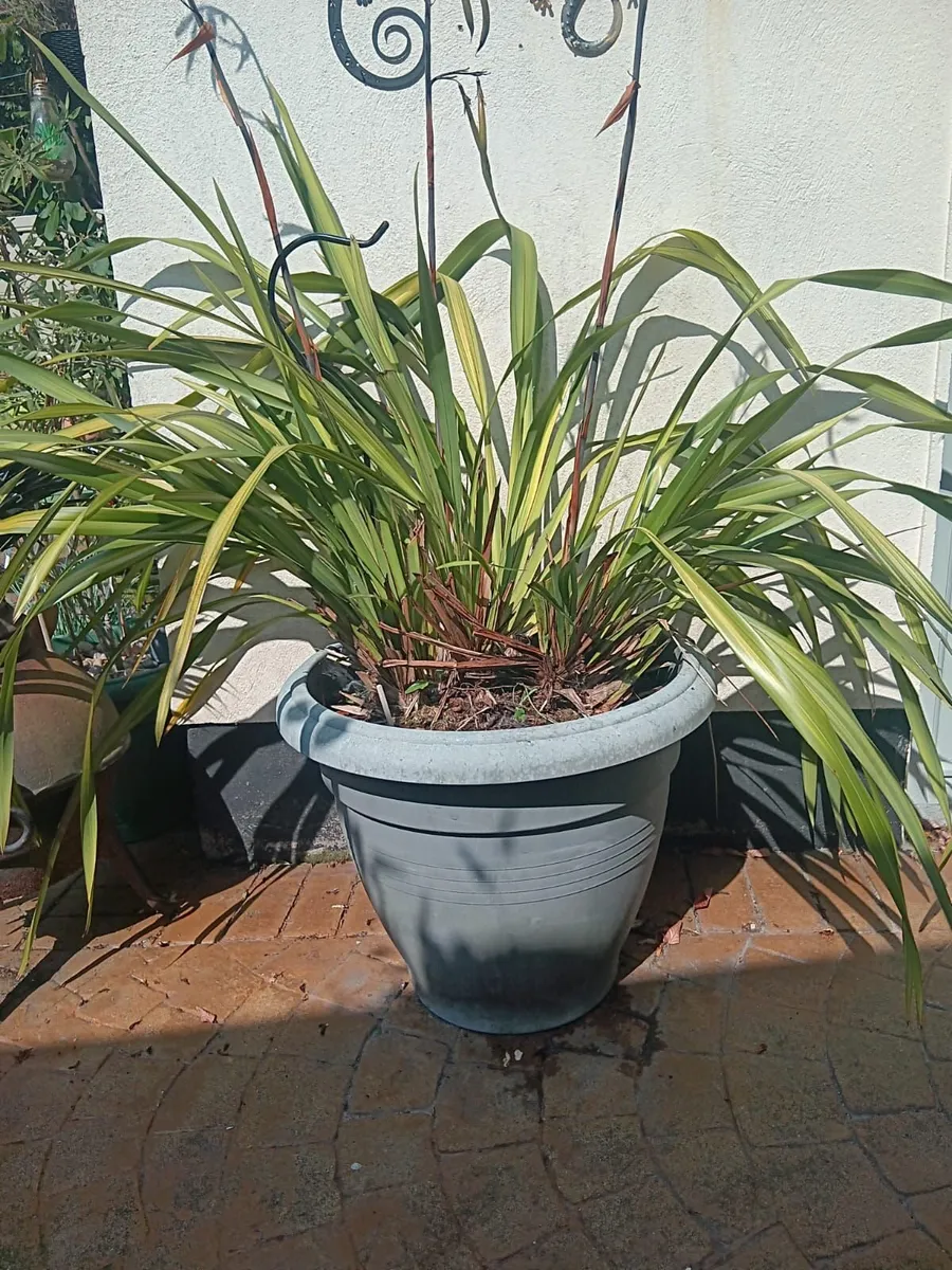 Plants- Mature Phormium Plants - Image 3