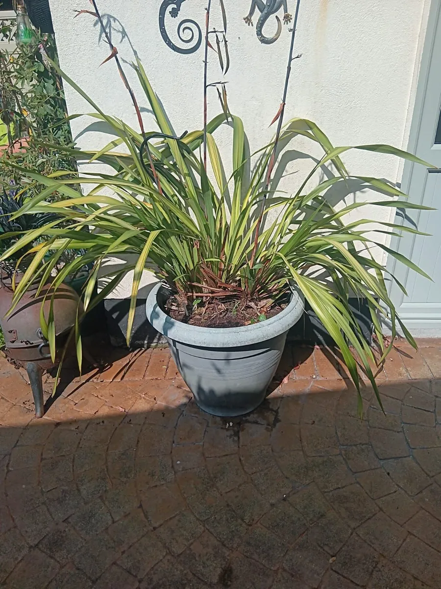 Plants- Mature Phormium Plants - Image 4