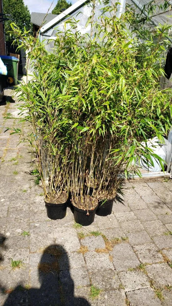 Fargesia Rufa  Evergreen Fence. Delivery Available - Image 1