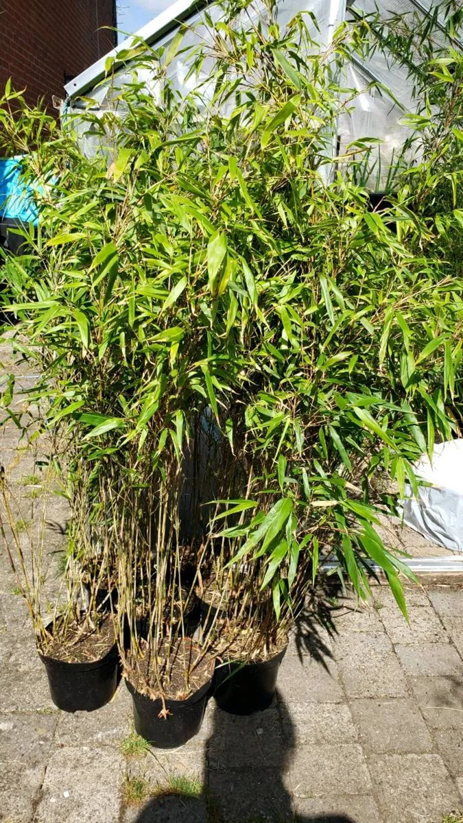 Fargesia Rufa  Evergreen Fence. Delivery Available - Image 2