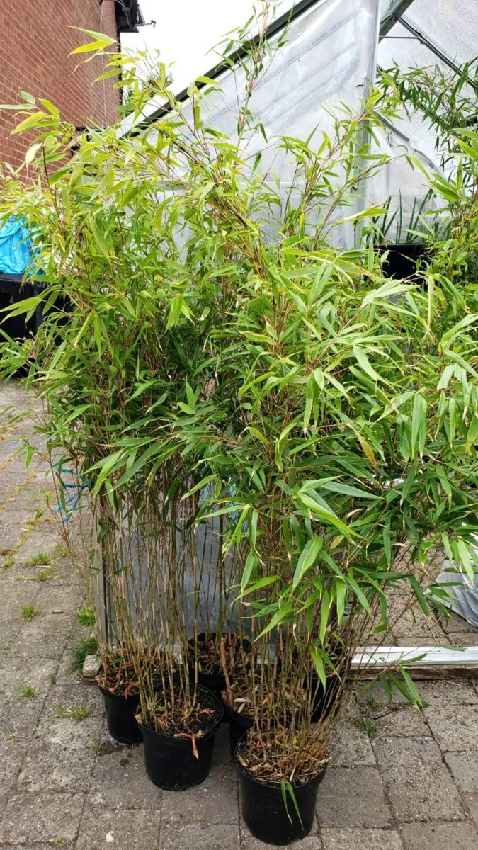 Fargesia Rufa  Evergreen Fence. Delivery Available - Image 4