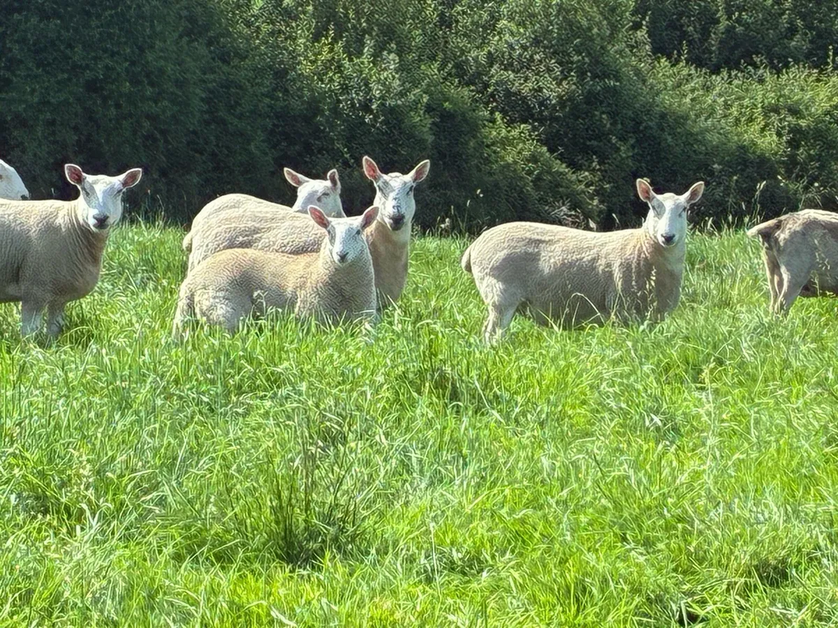 Cheviot hoggetts - Image 1