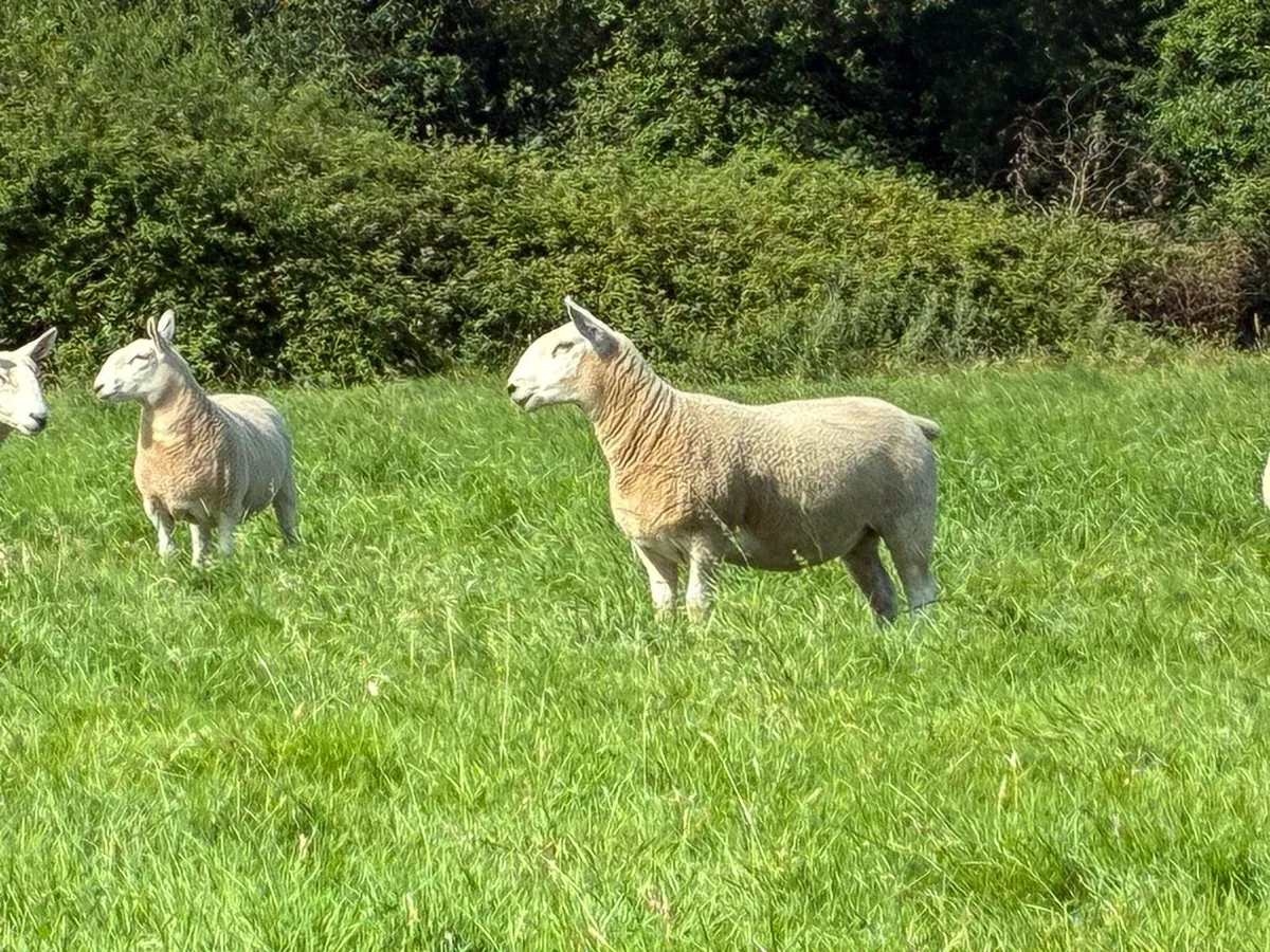 Cheviot hoggetts - Image 2