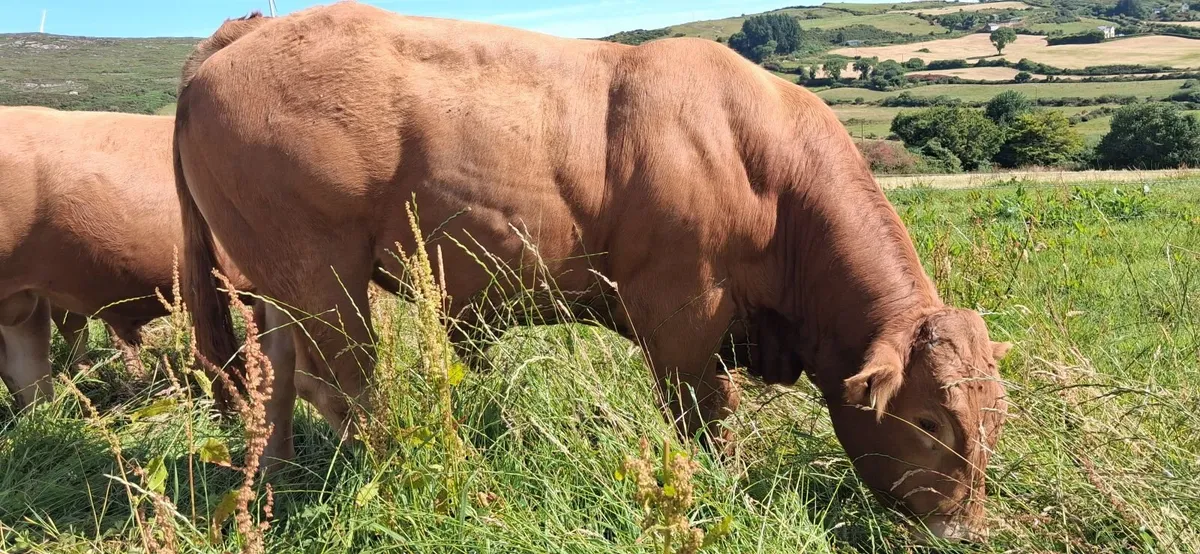 Super Pedigree Limousin Bull   🌟 🌟 🌟 🌟 🌟 - Image 2