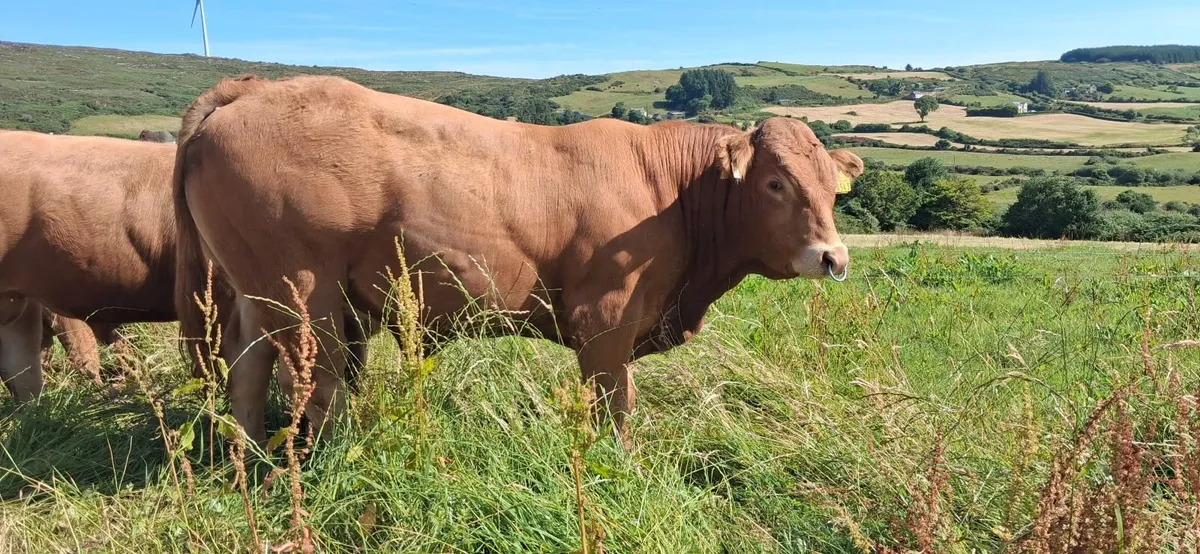 Super Pedigree Limousin Bull   🌟 🌟 🌟 🌟 🌟 - Image 1