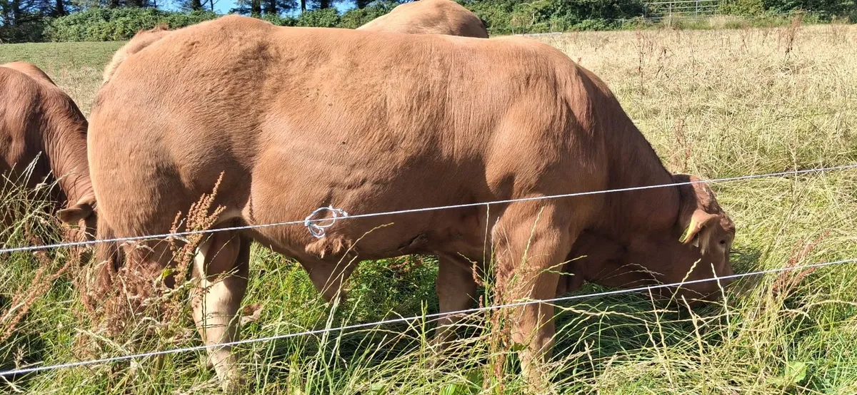 Super Pedigree Limousin Bull   🌟 🌟 🌟 🌟 🌟 - Image 3