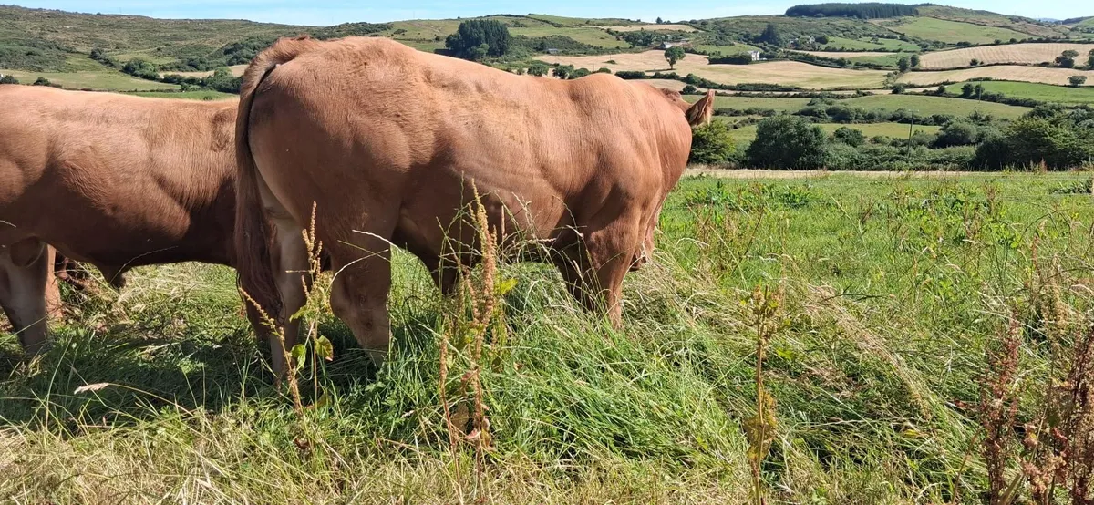 Super Pedigree Limousin Bull   🌟 🌟 🌟 🌟 🌟 - Image 4