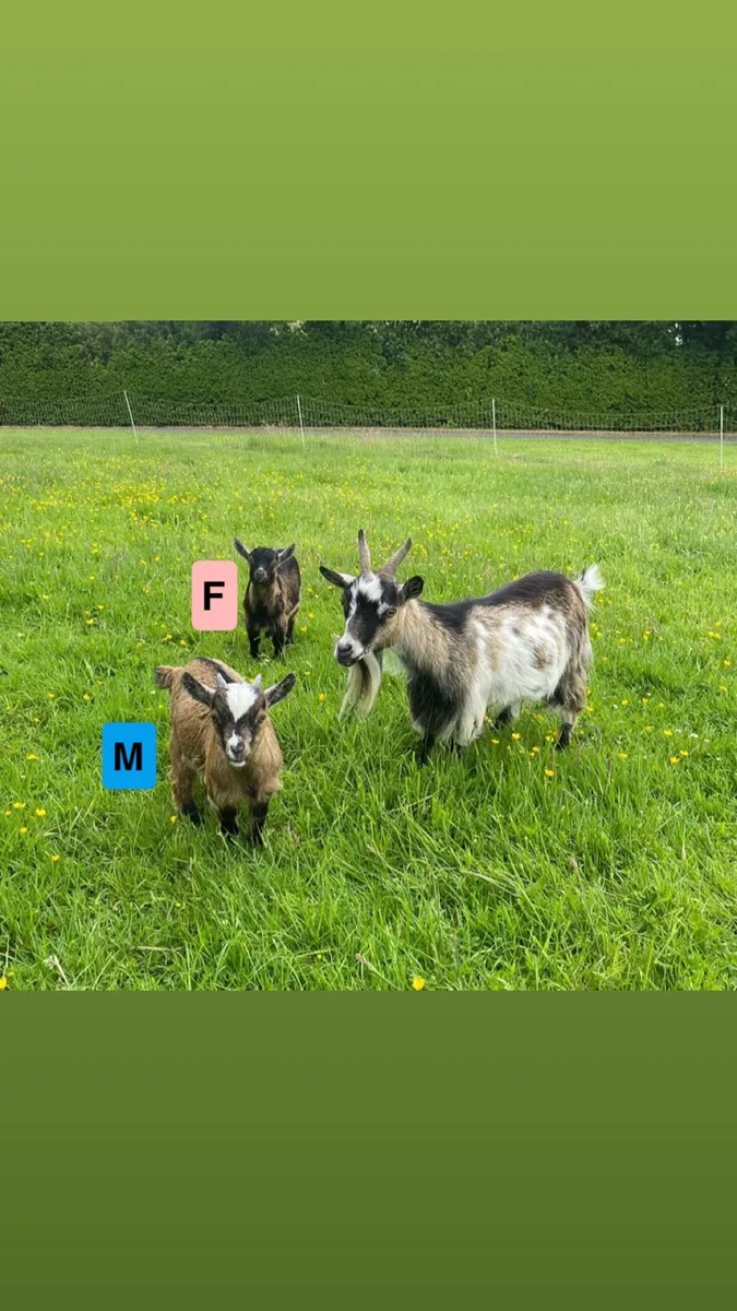 Pygmy Goat Kids - Image 2
