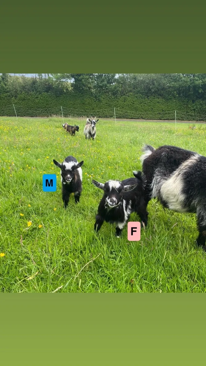 Pygmy Goat Kids - Image 3