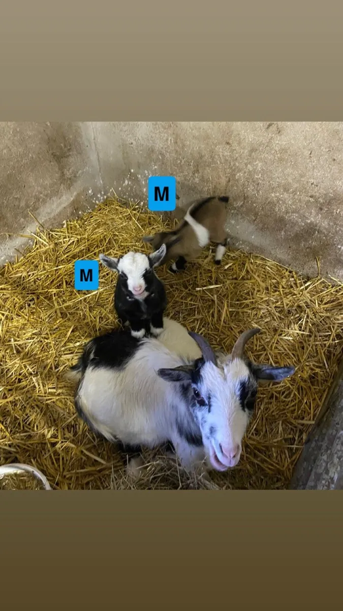 Pygmy Goat Kids - Image 4